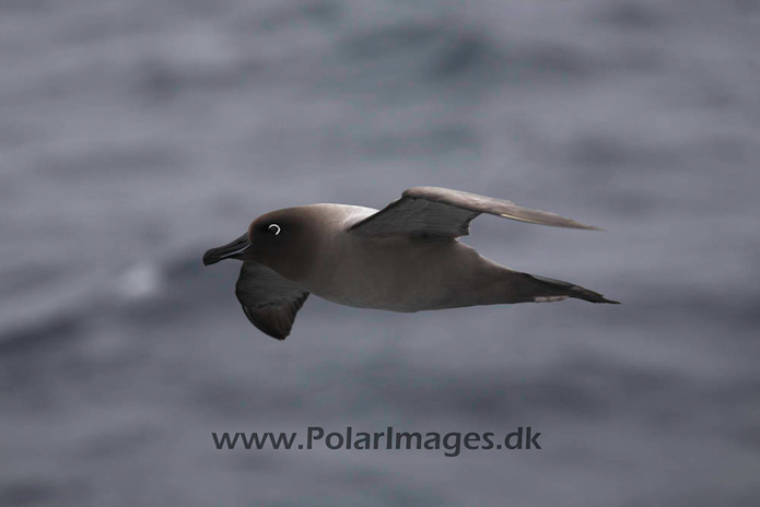 Light mantled sooty_MG_4059