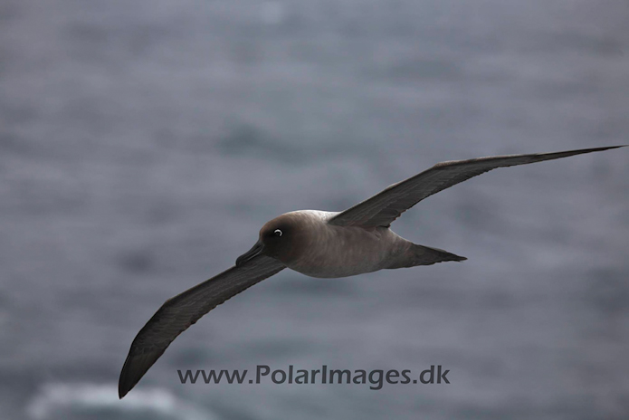 Light mantled sooty_MG_4093