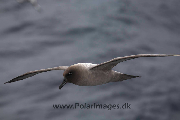 Light mantled sooty_MG_4103