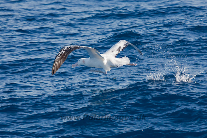 Wandering Albatross_MG_0886