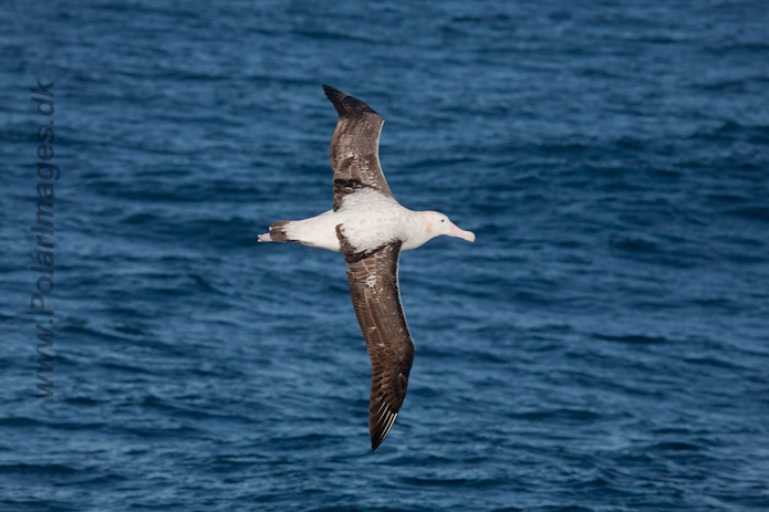 Wandering Albatross_MG_0905