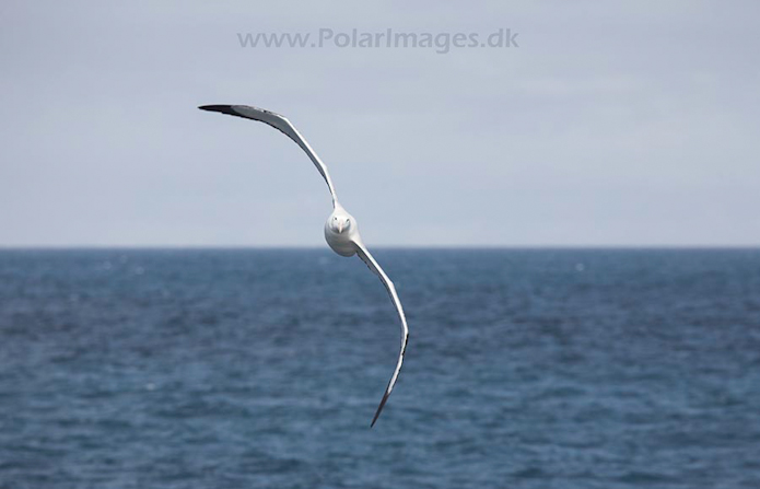 Wandering albatross_MG_2462