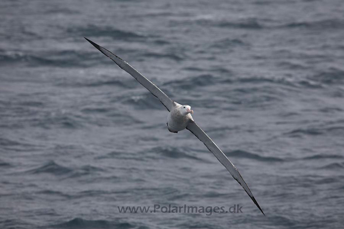 Wandering albatross_MG_2489