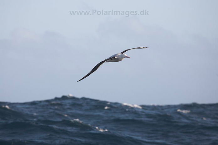 Wandering albatross_MG_3543