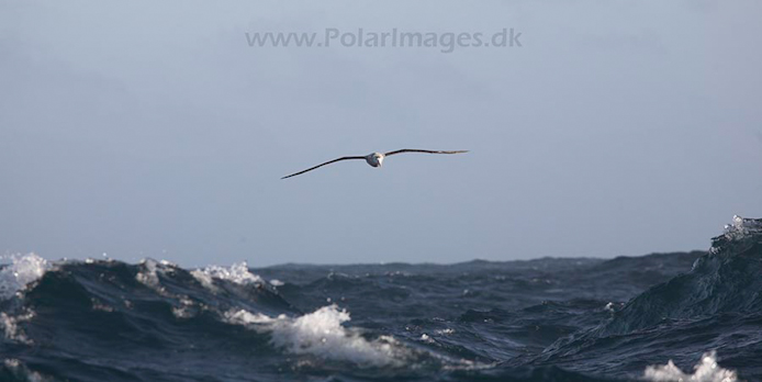 Wandering albatross_MG_3544