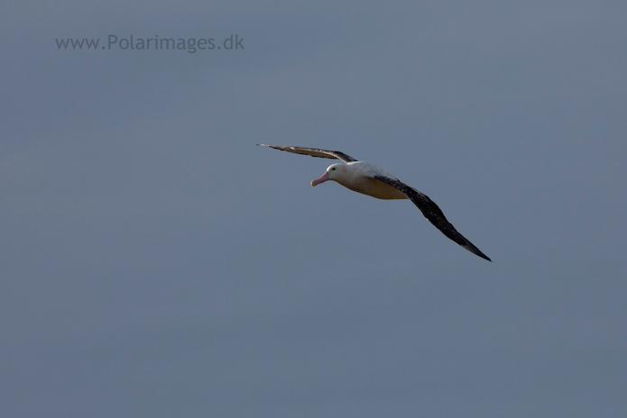 Wandering albatross, Prion Island_MG_0745