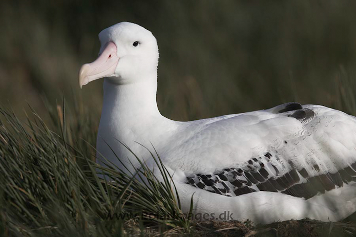 Wandering albatross, Prion Island, SG_MG_2215