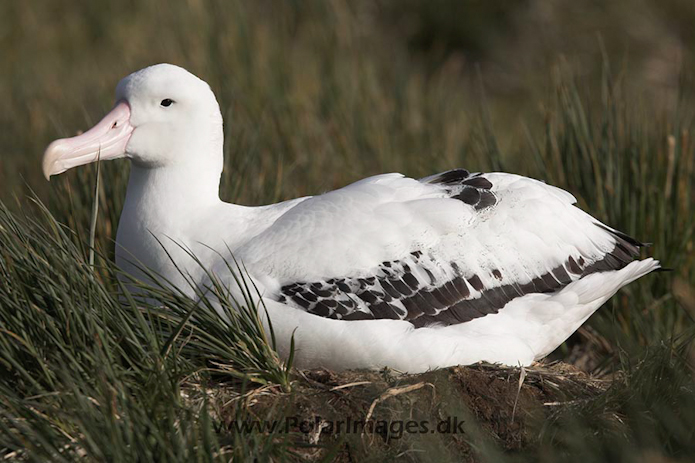 Wandering albatross, Prion Island, SG_MG_2218