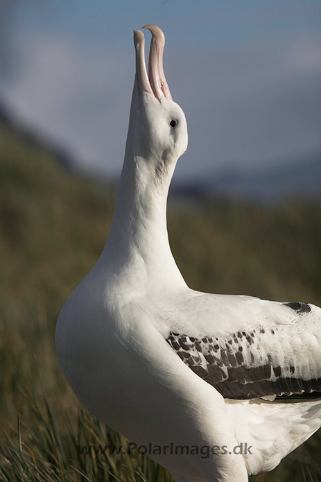 Wandering albatross, Prion Island, SG_MG_2221