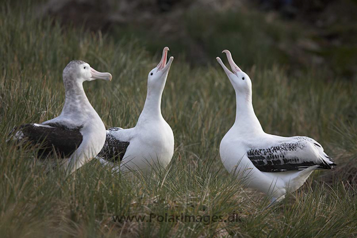 Wandering albatross, Prion Island, SG_MG_2234