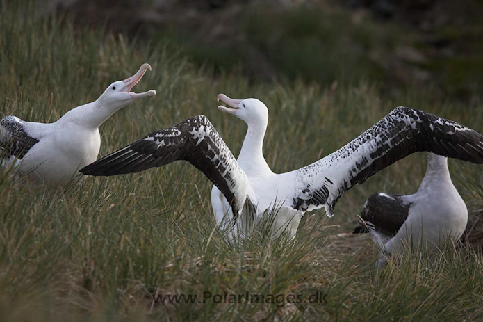 Wandering albatross, Prion Island, SG_MG_2237