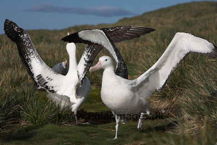 Wandering albatross, Prion Island, South Georgia