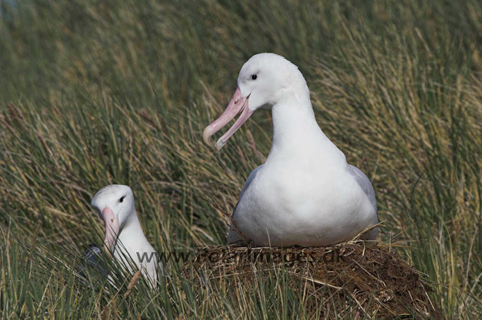 Wandering albatross, Prion Island, South Georgia PICT6442