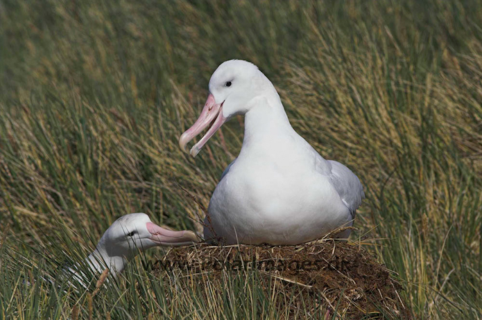 Wandering albatross, Prion Island, South Georgia PICT6445