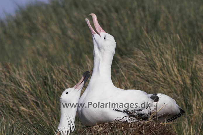 Wandering albatross, Prion Island, South Georgia PICT6454