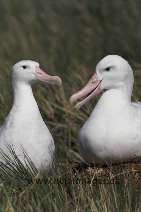 Wandering albatross, Prion Island, South Georgia PICT6463