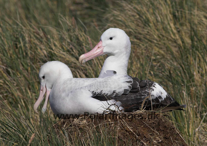 Wandering albatross, Prion Island, South Georgia PICT6484