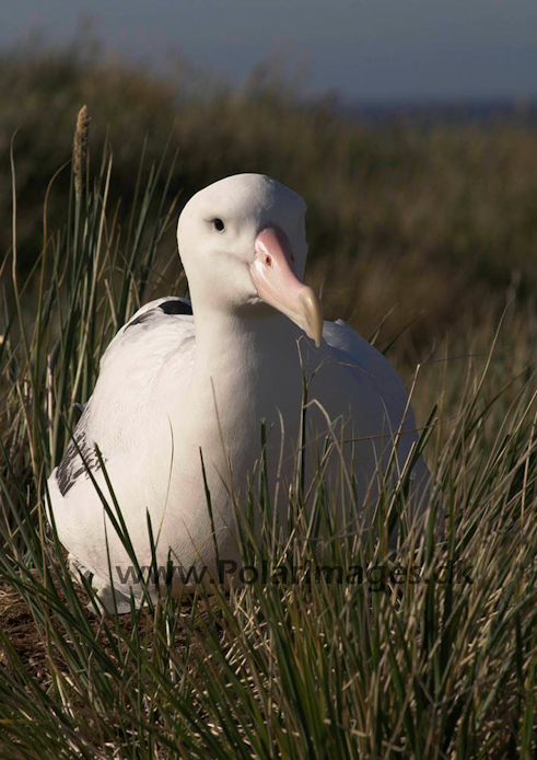 Wandering albatross, Prion Island, South Georgia PICT6530