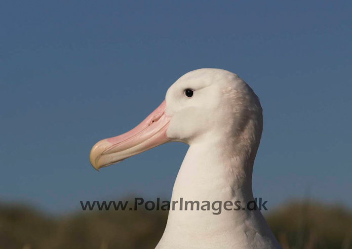 Wandering albatross, Prion Island, South Georgia PICT6538