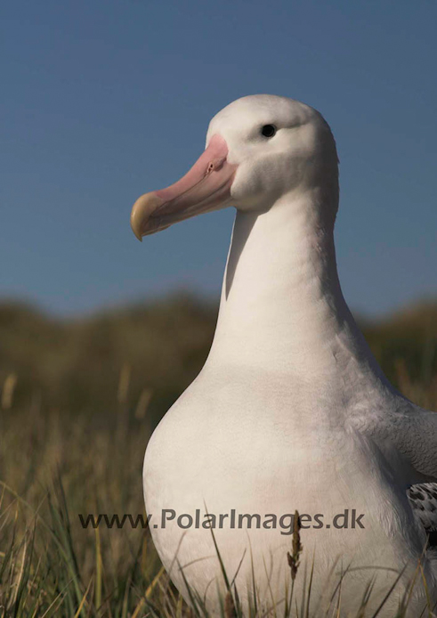 Wandering albatross, Prion Island, South Georgia PICT6541