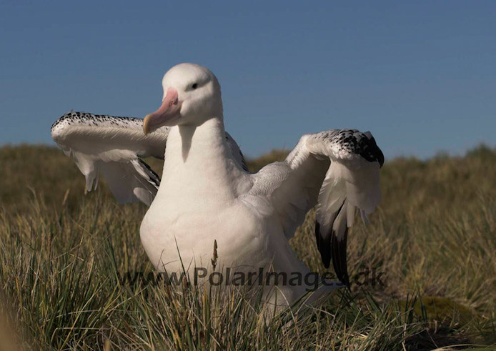 Wandering albatross, Prion Island, South Georgia PICT6542