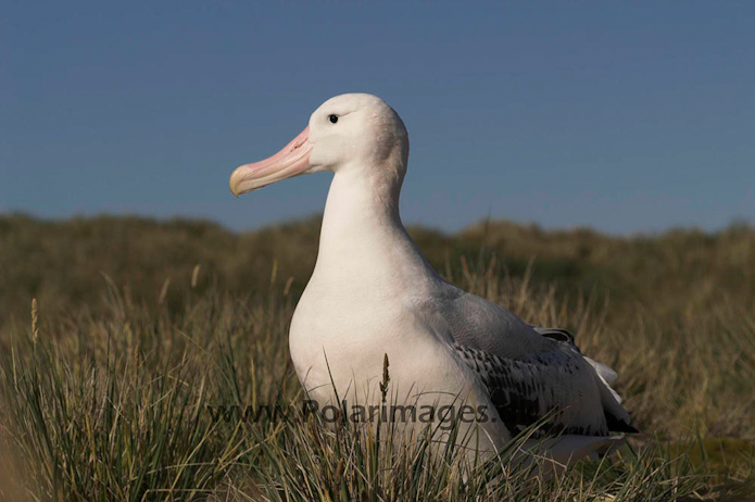 Wandering albatross, Prion Island, South Georgia PICT6543