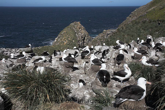 Black- browed albatross, Falkland Islands_MG_9114