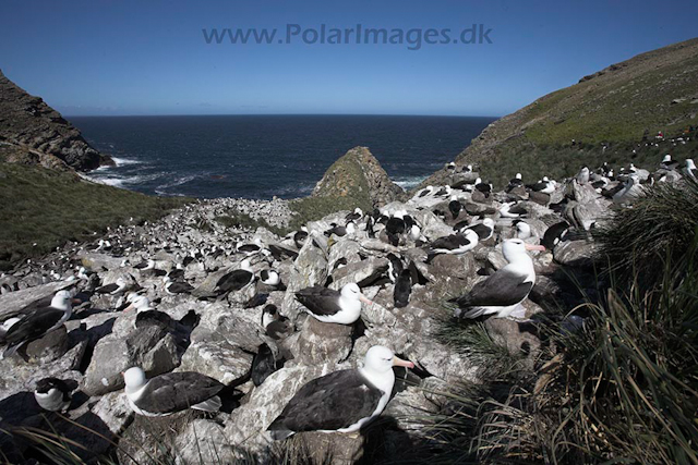 Black- browed albatross, Falkland Islands_MG_9129