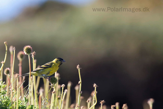 Black-chinned siskin, Carcass Island_MG_3102