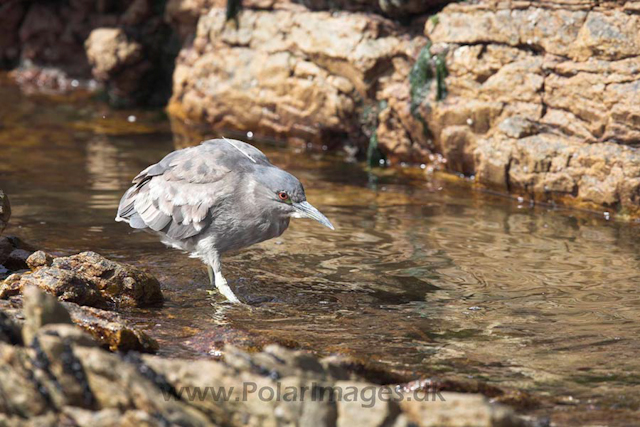 Black-crowned night-heron_MG_1704