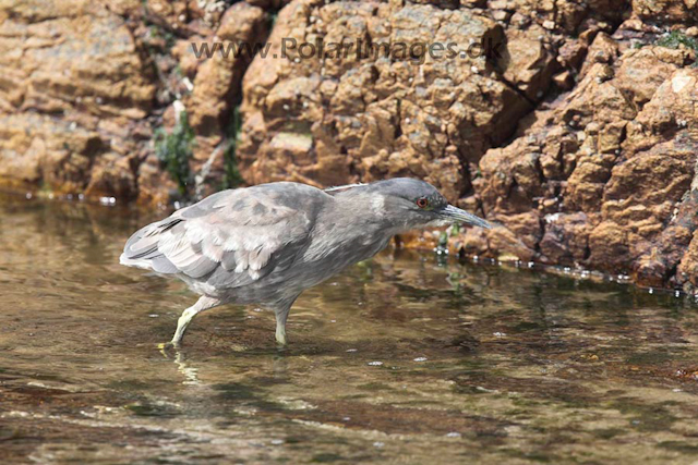 Black-crowned night-heron_MG_1708