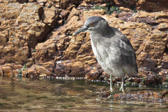 Black-crowned night-heron_MG_1710