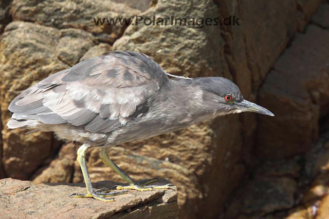 Black-crowned night-heron_MG_1714