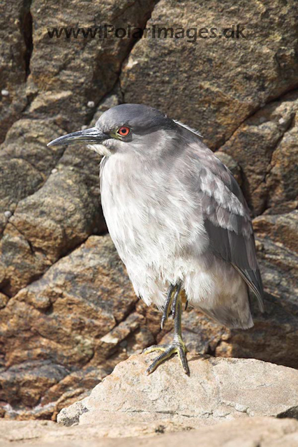 Black-crowned night-heron_MG_1724