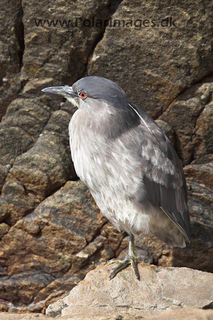 Black-crowned night-heron_MG_1728