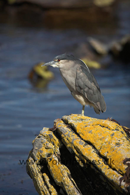 Black-crowned night heron_MG_6838