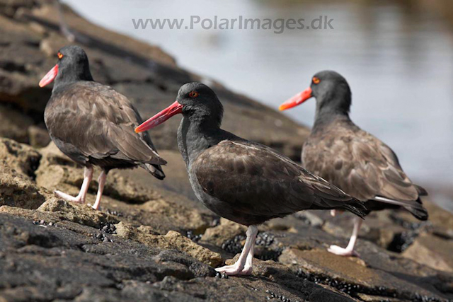 Blackish oystercatcher_MG_1701