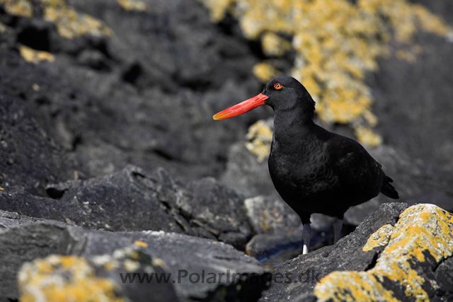 Blackish oystercatcher_MG_9267