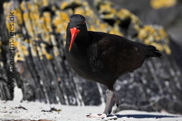 Blackish oystercatcher_MG_9273