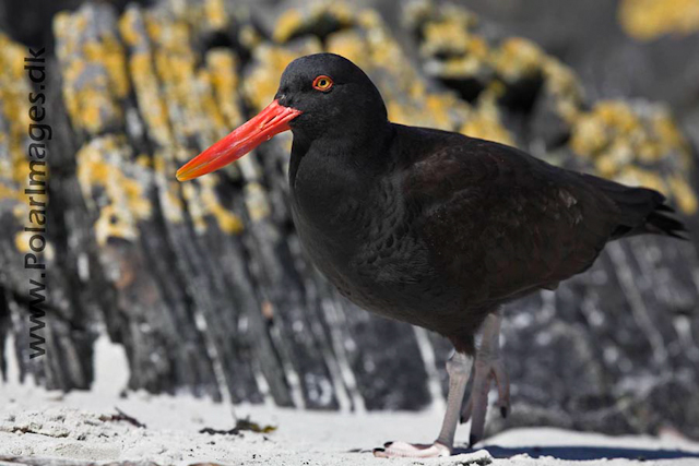 Blackish oystercatcher_MG_9274