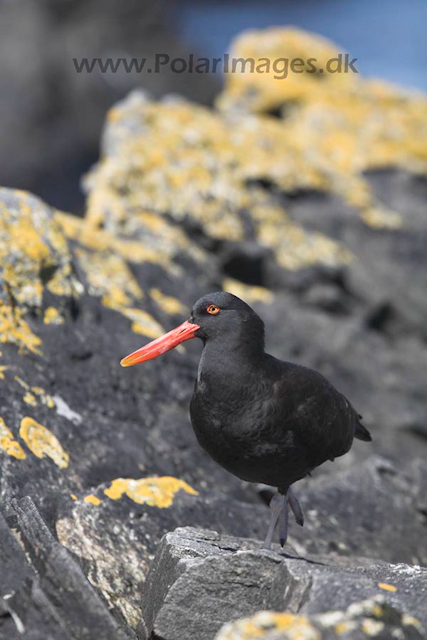 Blackish oystercatcher_MG_9292