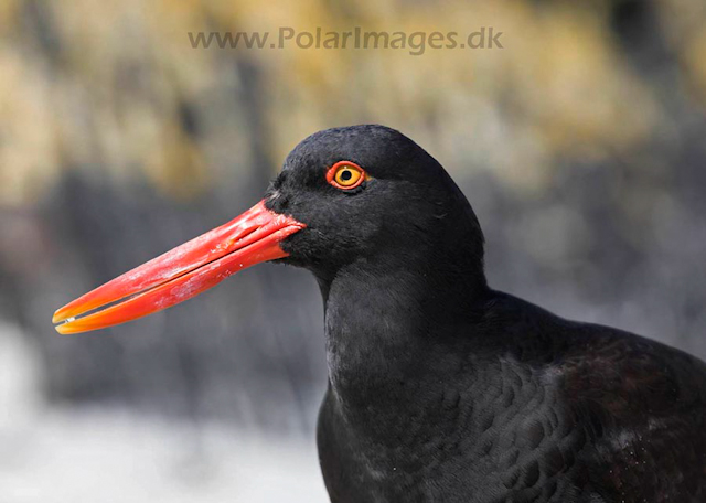 Blackish oystercatcher_MG_9295