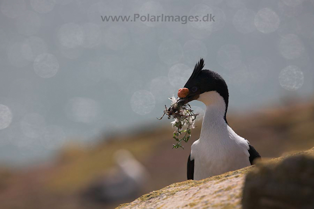 Blue eyed shag, Falkland Islands_MG_6876