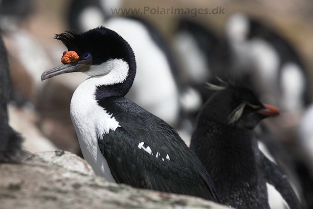 Blue eyed shag, Falkland Islands_MG_6894