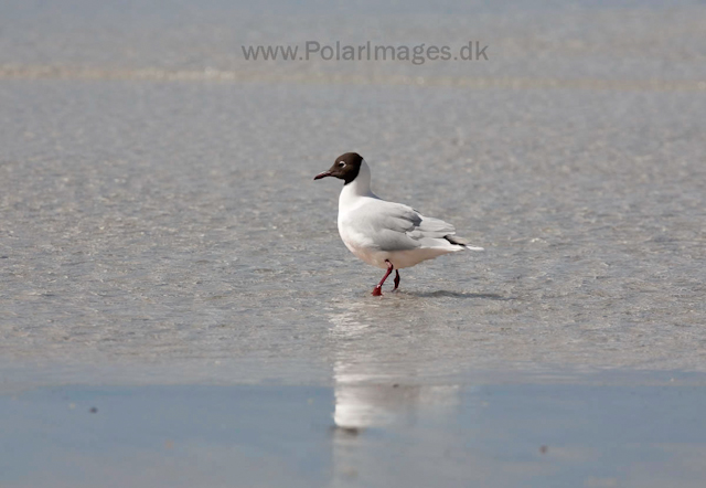 Brown-hooded gull_MG_0244