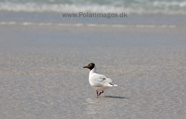 Brown-hooded gull_MG_0247