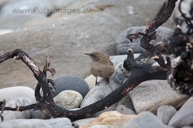 Cobb's Wren, Carcass Island_MG_7723