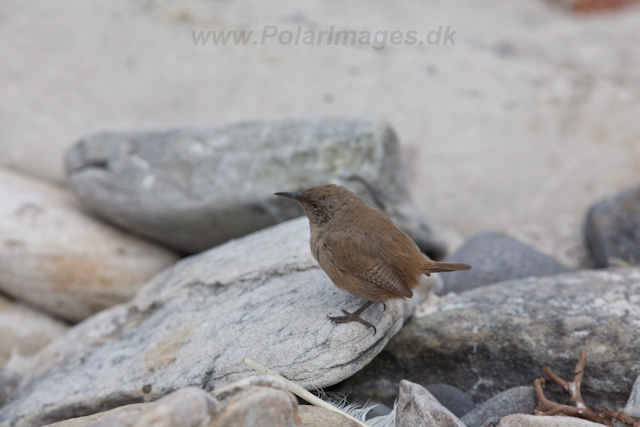 Cobb's Wren, Carcass Island_MG_7729