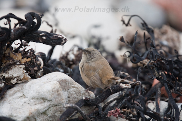 Cobb's Wren, Carcass Island_MG_7742