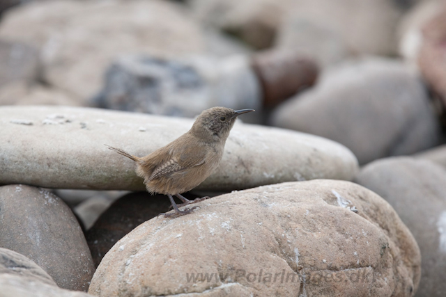 Cobb's Wren, Carcass Island_MG_7751